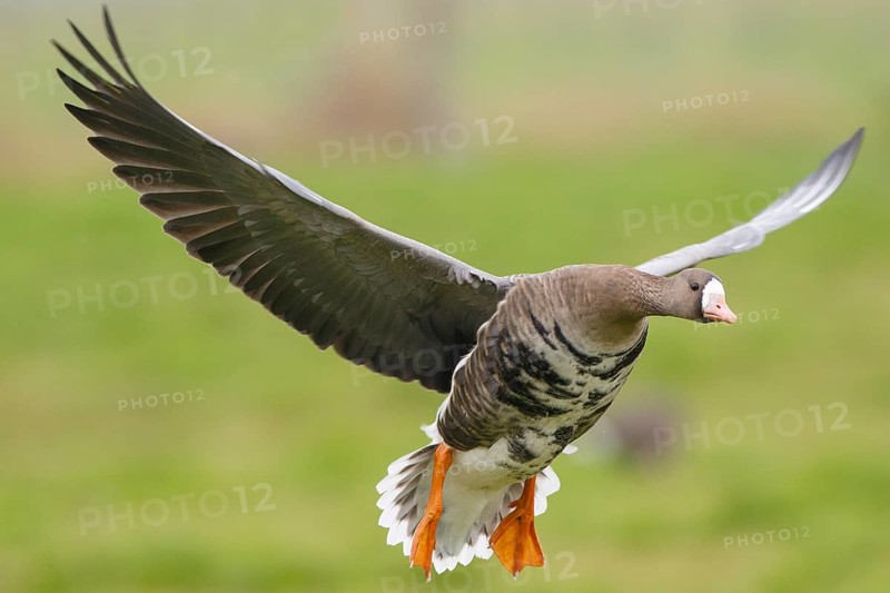 Greater White-fronted Goose (Anser albifrons) flying, North Rhine-Westphalia, Germany