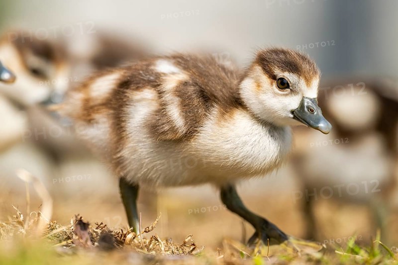 Egyptian goose (Alopochen aegyptiaca) cute chicks on a meadow at the shore of a lake, Bavaria, Germany