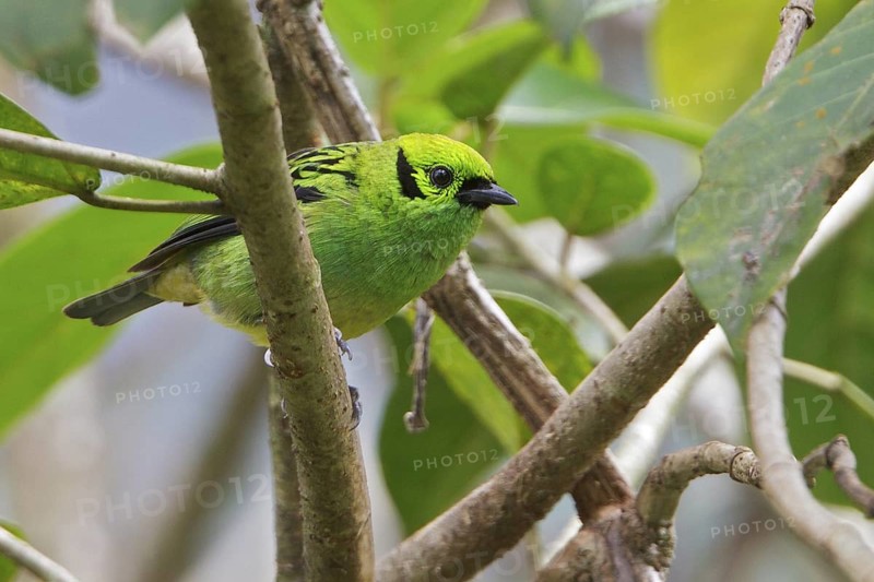 Emerald Tanager (Tangara florida) perched on a branch in Costa Rica, Central America