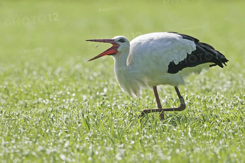 White Stork (Ciconia ciconia), Netherlands