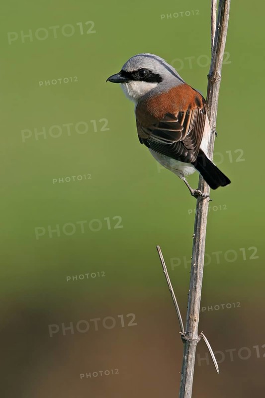 Red-backed shrike (Lanius collurio), Pie-griËche Ècorcheur, AlcaudÛn Dorsirrojo, Spider, spider, Black Sea coast, Hockenheim, Baden-W¸rttemberg, Germany