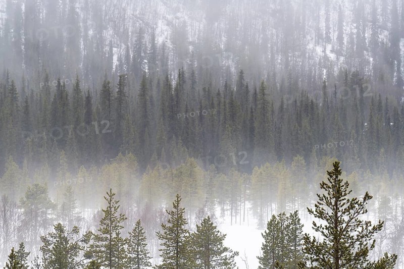 Rain shower over snowy marshland, Gällivare, Norrbotten, Lapland, May 2021