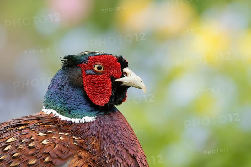 Common pheasant (Phasianus colchicus) adult male game bird head portrait, England, United Kingdom