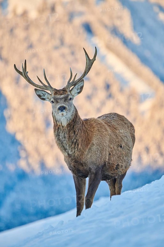Red deer (Cervus elaphus) stag on a snowy meadow in the mountains in tirol, Kitzbühel, Wildpark Aurach, Austria