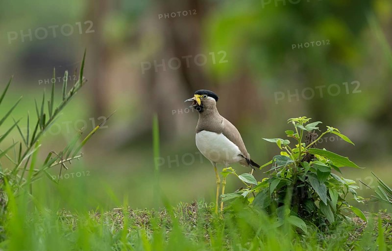A yellow-wattled lapwing (Vanellus malabaricus), Sreepur, Gazipur, bangladesh
