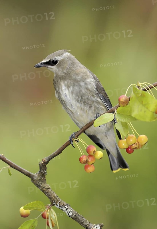 Cedar Waxwing (Bombycilla cedrorum), British Columbia, Canada