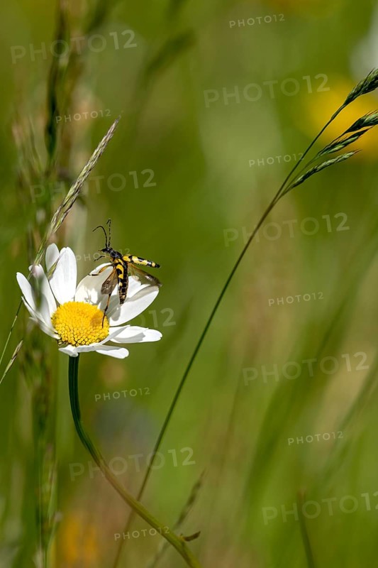 Flowering daisy (Leucanthemum) with longhorn beetle, spotted longhorn beetle (Rutpela maculata) in wild, natural flower meadow, Germany