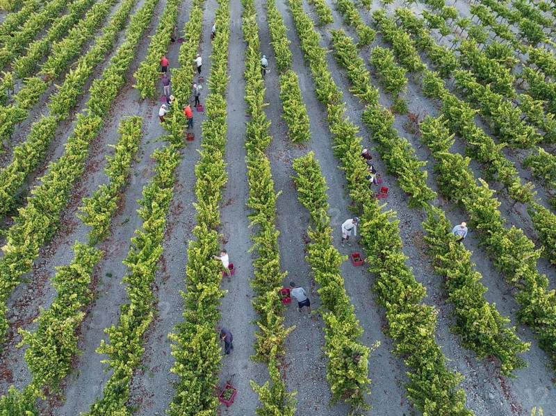 Vintage at the vineyard of the Bodega González Byass near the town of Jerez de la Frontera. Aerial view. Drone shot. Cádiz province, Andalusia, Spain