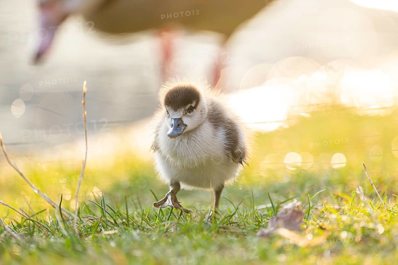 Egyptian goose (Alopochen aegyptiaca) cute chick on a meadow at the shore of a lake, Bavaria, Germany