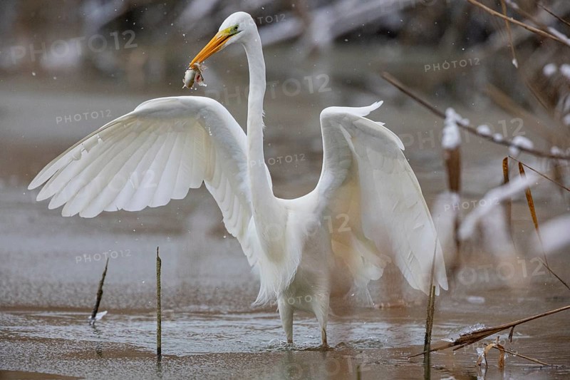 Great White Egret (Egretta alba) Germany