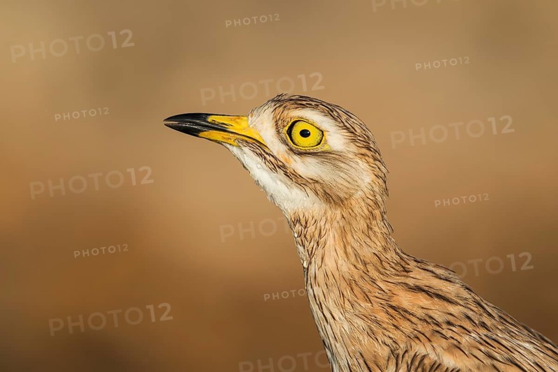 Eurasian Stone-curlew (Burhinus oedicnemus), Negev, Israel