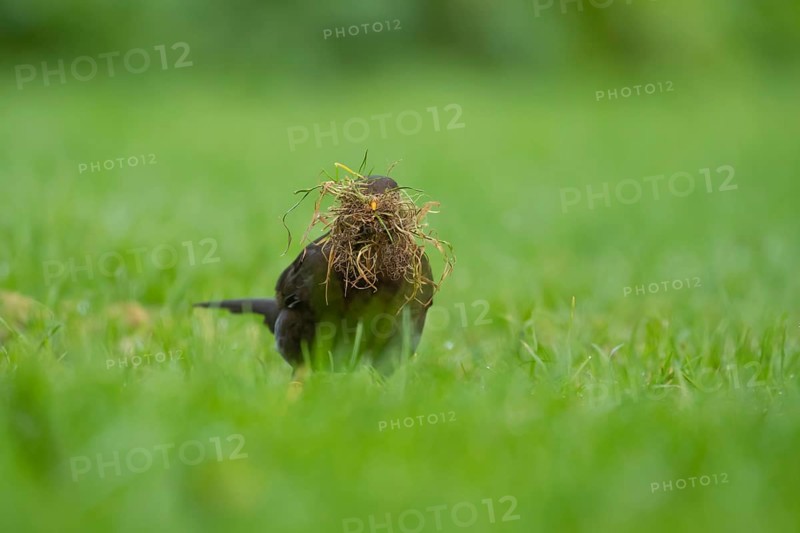 European blackbird (Turdus merula) adult female bird collecting nesting material from a garden grass lawn in spring, Suffolk, England, United Kingdom