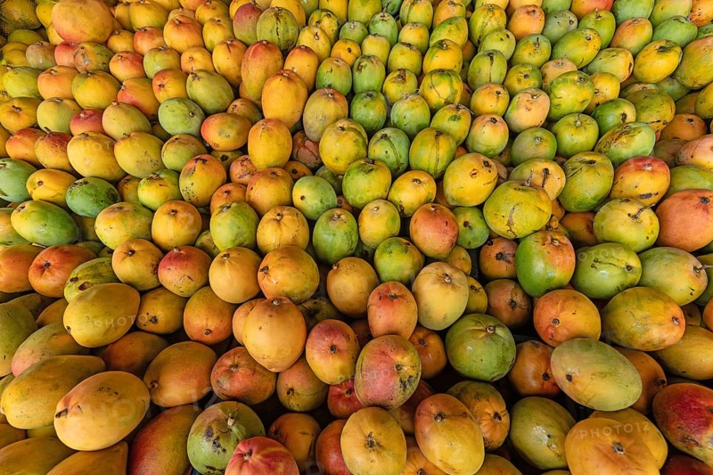 Large quantity of ripe mangoes (Mangifera indica), presumably Tommy Atkins or Kent variety, after harvest. Costa Rica