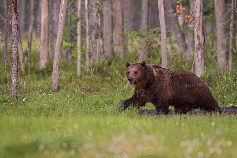 Eurasian Brown Bear (Ursus arctos), Kuhmo, Finland