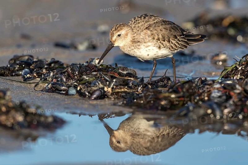 Dunlin (Calidris alpina) foraging on shoreline, Mecklenburg-Western Pomerania, Germany