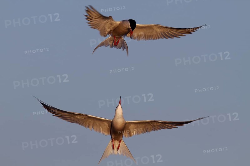 Common Tern (Sterna hirundo) flying, Lower Saxony, Germany