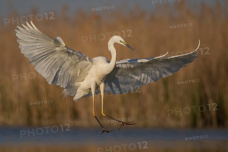 Great Egret (Ardea alba) landing, Subotica, Serbia