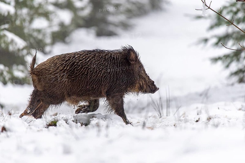 Wild boar (Sus scrofa) in the snow, Melle, Lower Saxony, Germany