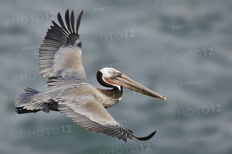 Brown Pelican (Pelecanus occidentalis), California, USA