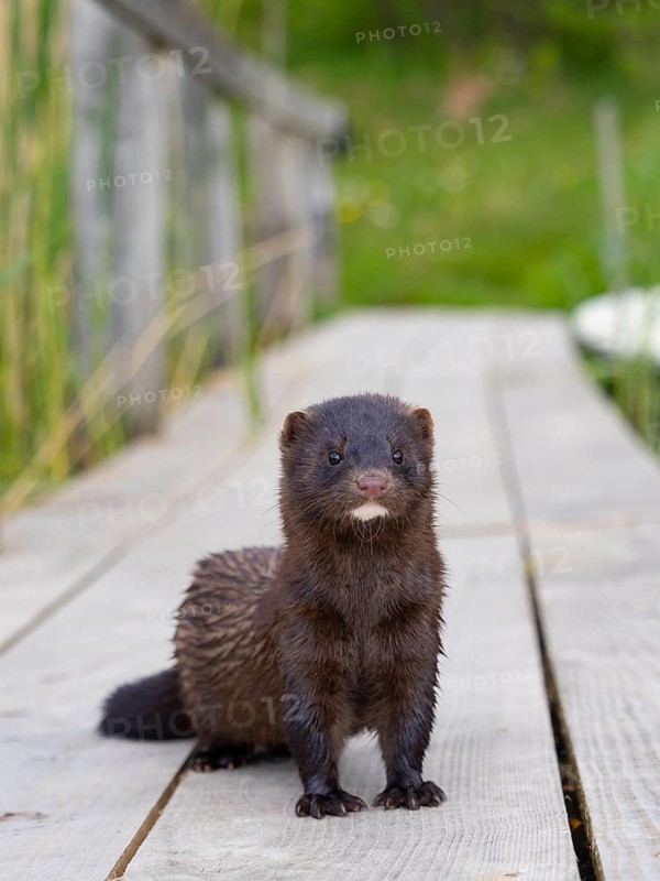 A mink stands on a fishing pier