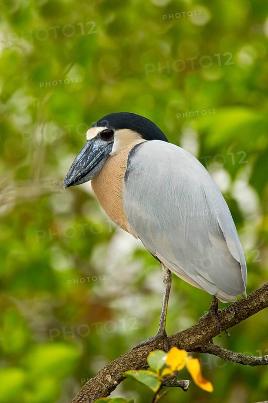 Boat-billed Heron Cochlearius cochlerius San Blas, Nayarit, Mexico 7 June Adult Ardeidae