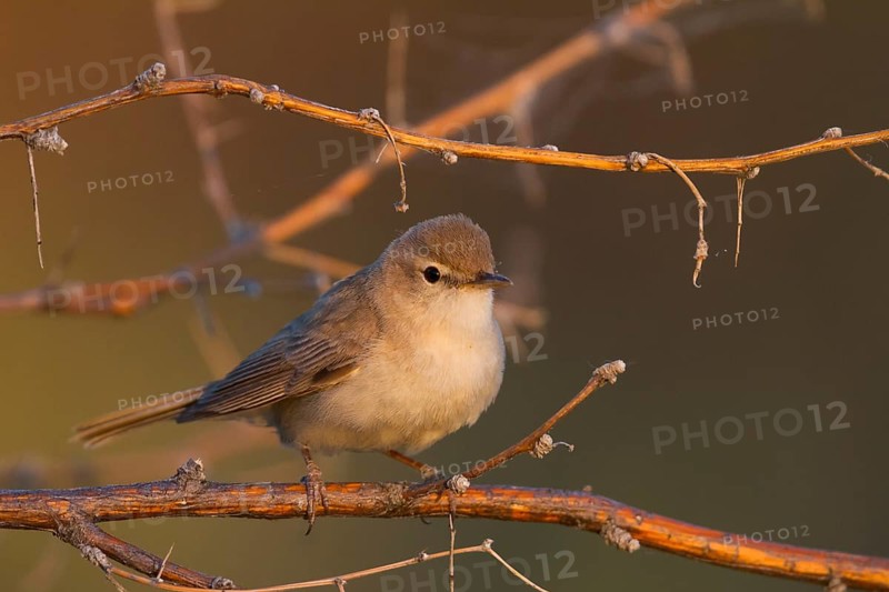 Syke's Warbler - Steppenspötter - Iduna rama, Kazakhstan