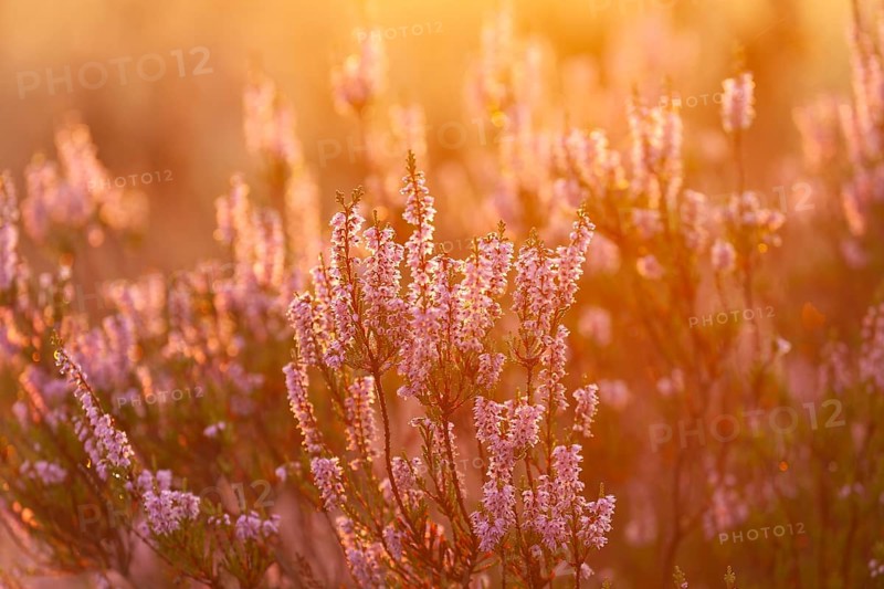 Bell heather (Erica tetralix) in the Lüneburg Heath in the yellow-red morning light at sunrise