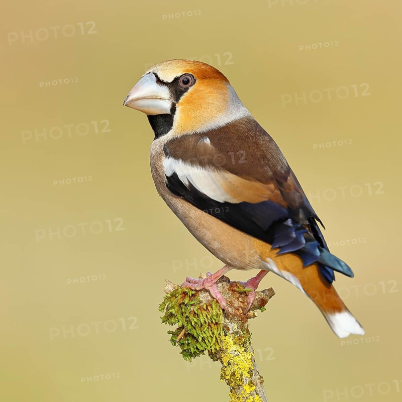 Hawfinch (Coccothraustes coccothraustes), male, sitting on a branch overgrown with moss, North Rhine-Westphalia, Germany