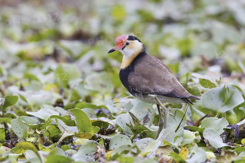 Comb-crested Jacana (Irediparra gallinacea), Queensland, Australia