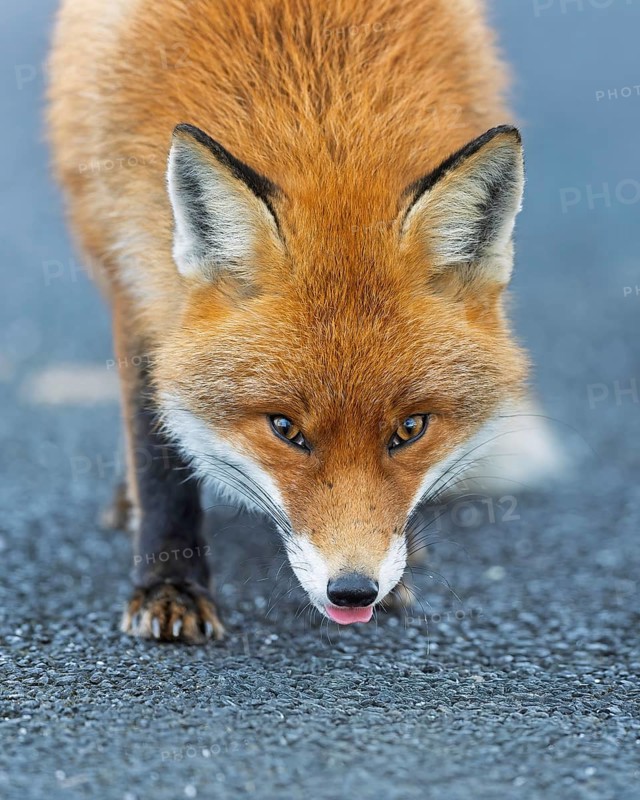 Red fox (Vulpes vulpes), hunting, winter fur, fallen game, looking for food on the road, portrait of a fox head, winter landscape, frost and snow, predator, Middle Elbe Biosphere Reserve, Saxony-Anhalt, Germany