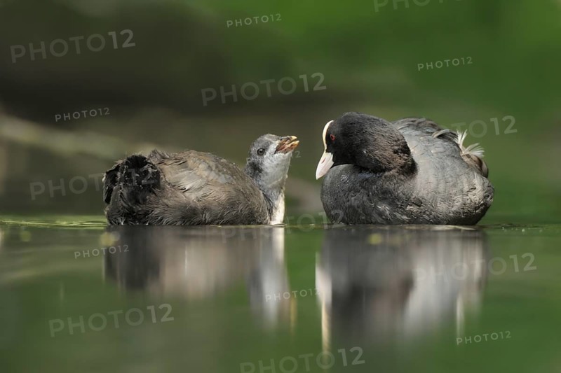 Eurasian Coot (Fulica atra) juvenile, Netherlands