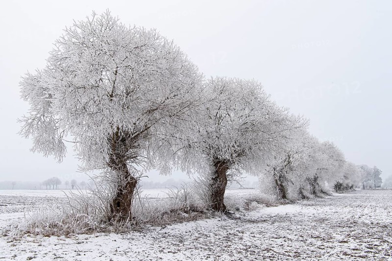 Willows in snow, winter, Vechta, Lower Saxony, Germany