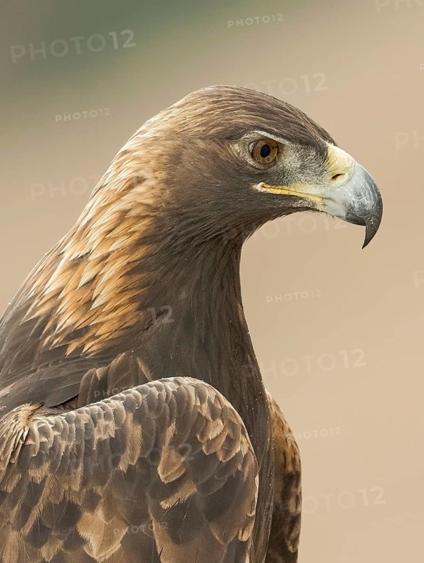 Golden Eagle (Aquila chrysaetos), California, USA