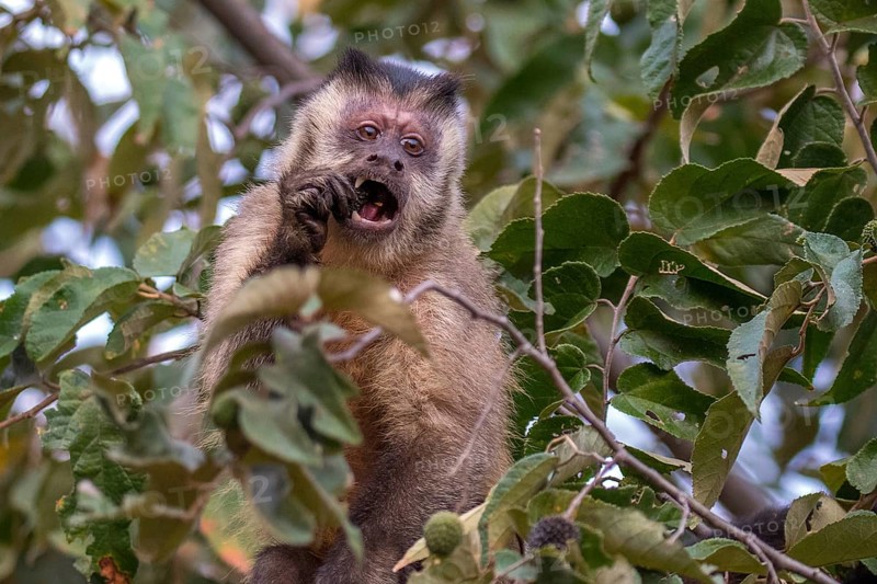 Capuchin monkey (Cebinae), South Africa