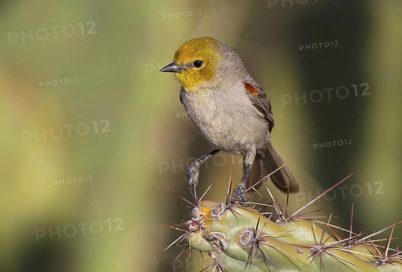 USA, Arizona, March