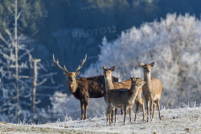 A herd of Japanese sika deer (Cervus nippon nippon) stands on a frost-covered meadow in hilly terrain. A frost-covered forest can be seen in the background. Southern Honshu, Shikoku, and Kyushu, Japan