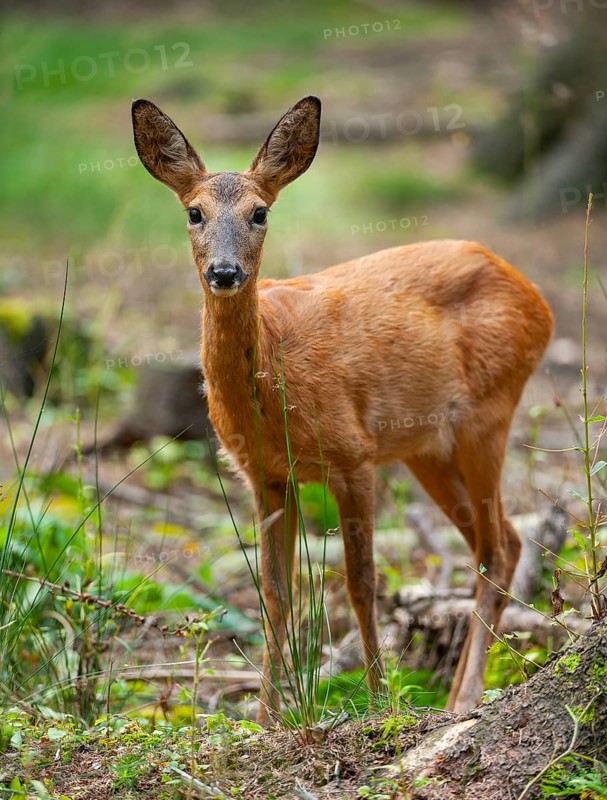 Roe deer (Capreolus capreolus) with summer coat standing in the forest, Saxony, Germany