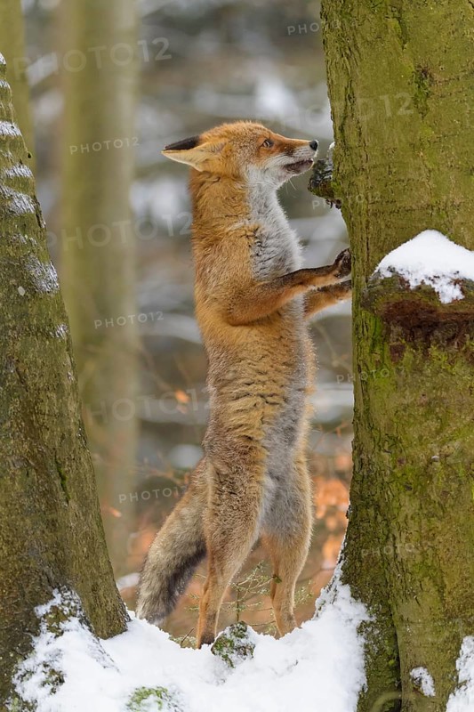 Red fox (Vulpes vulpes), standing on its hind legs, leaning against a tree, surrounded by a snowy forest, Czech Republic