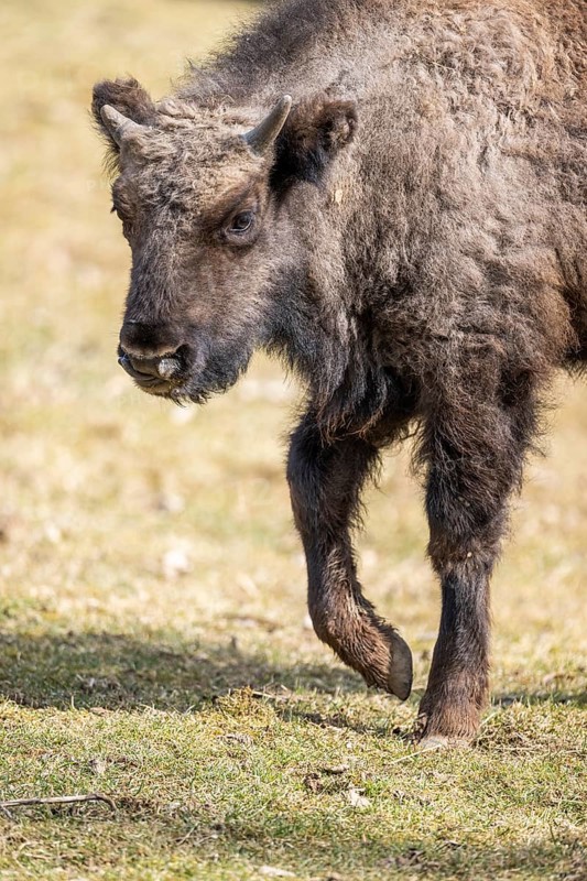 European bison (Bison bonasus) on a meadow, Bavaria, Germany