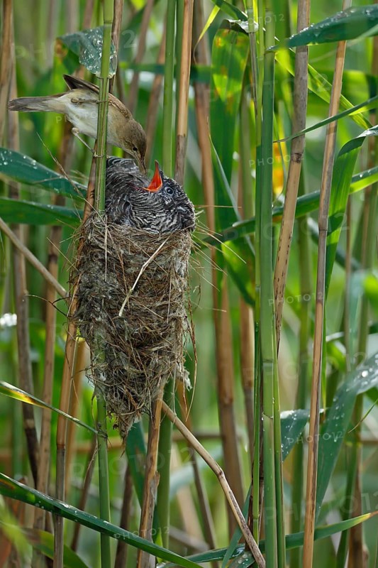 Common Cuckoo & Eurasian Reed Warbler (Cuculus canorus & Acrocephalus scirpaceus) Eurasian Reed Warbler feeding juvenile Common Cuckoo in nest, Saxony-Anhalt, Germany