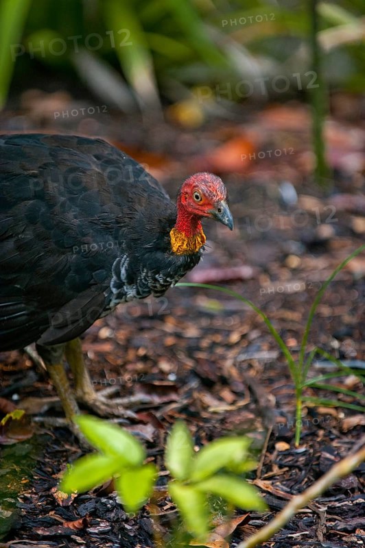Australian bush partridge (Alectura lathami), chicken, bird, fauna, wild animal, feathered animal, endangered, Daintree National Park, Queensland, Australia