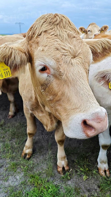 Brown cow (bos taurus) with ear tag on green ground, Franconian Forest nature park Park