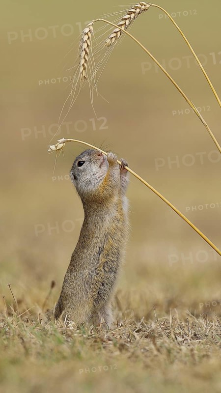 European ground squirrel (Spermophilus citellus) eating barley ear, Lake Neusiedl National Park, Burgenland, Austria