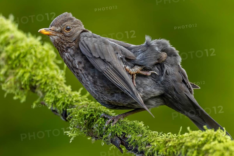 A female blackbird (Turdus merula) grooming her feathers, grooming, garden bird, June, Germany