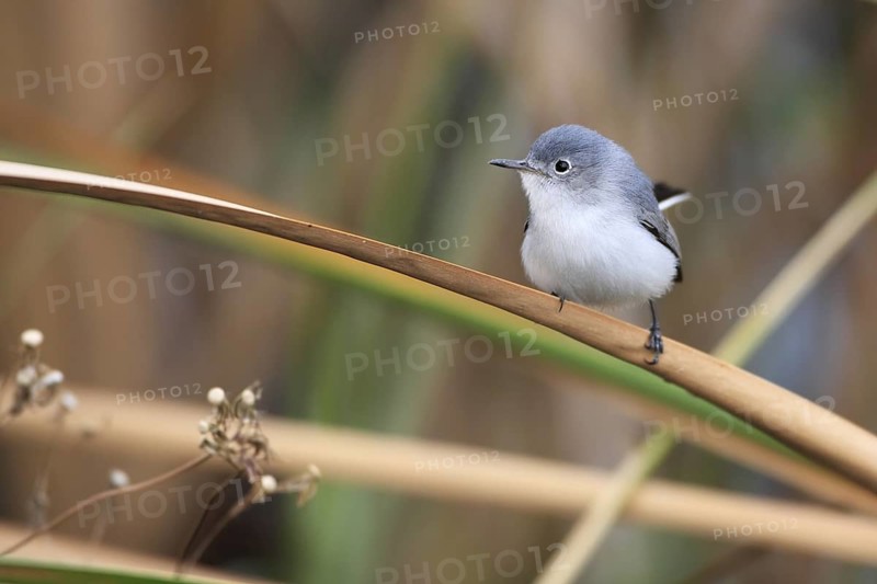 Blue-grey Gnatcatcher (Polioptila caerulea), Florida, USA