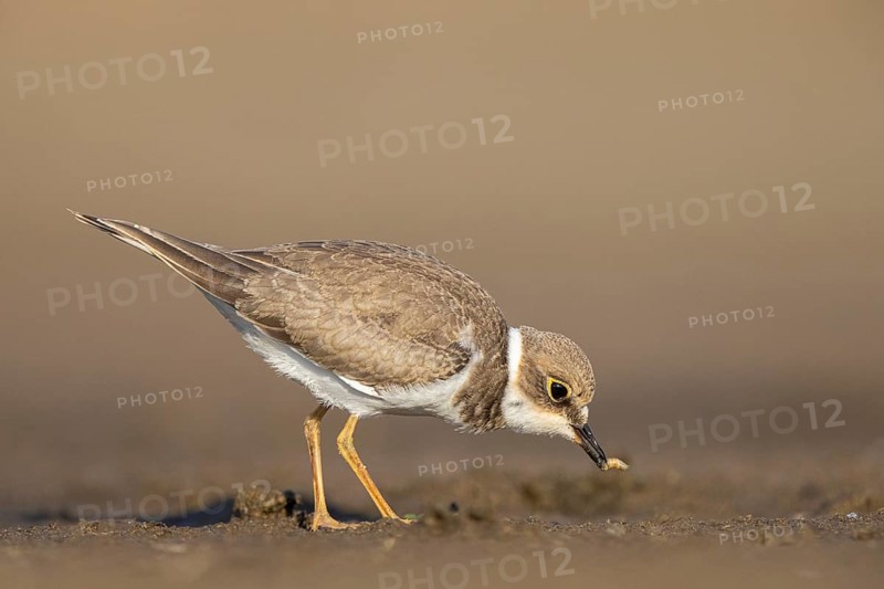 Little Ringed Plover (Charadrius dubius) juvenile foraging, North Rhine-Westphalia, Germany