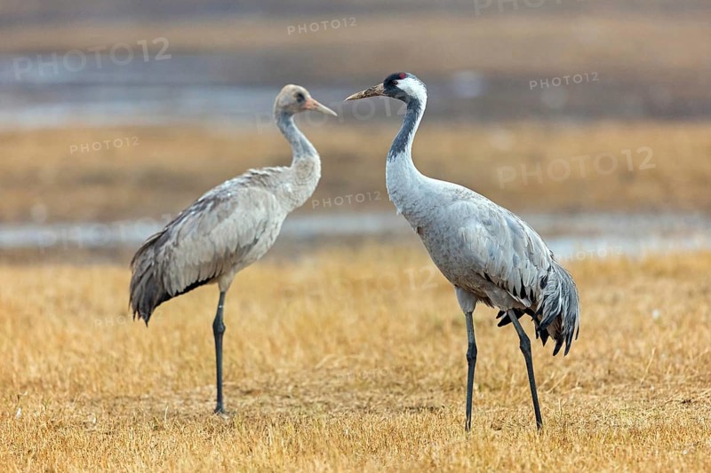 Crane, Grus grus, animals, birds, Vorpommersche Boddenlandschaft, Mecklenburg-Vorpommern, Federal Republic of Germany