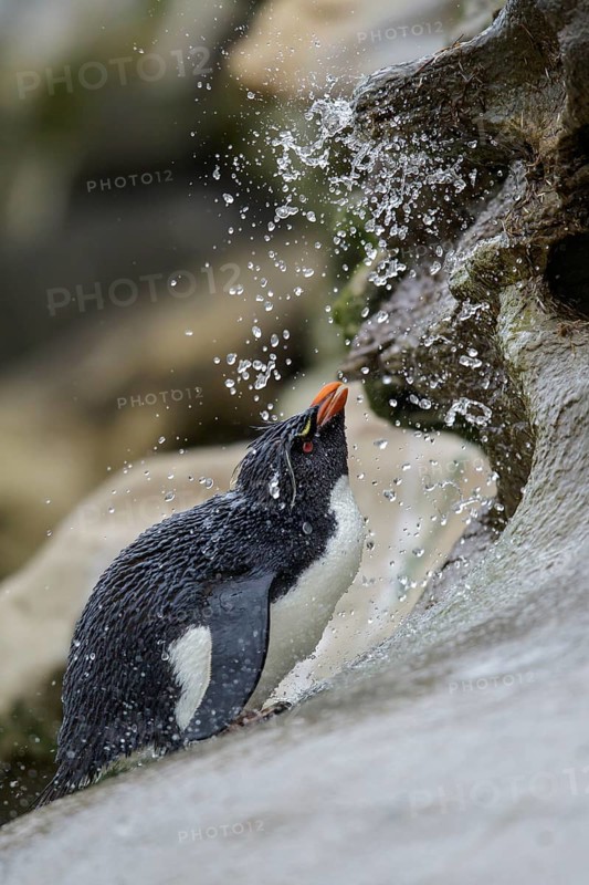 Rockhopper Penguin (Eudyptes chrysocome) along the shoreline in the Falkland Islands