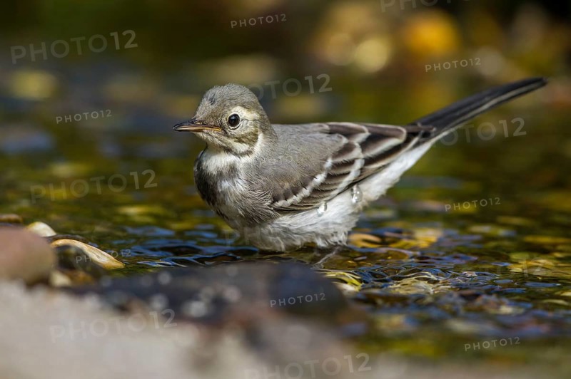 Bachstelze - Jungvogel an der Badestelle