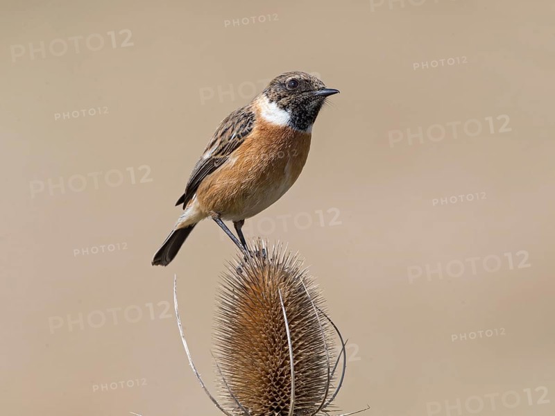 European Stonechat (Saxicola rubicola) male, United Kingdom
